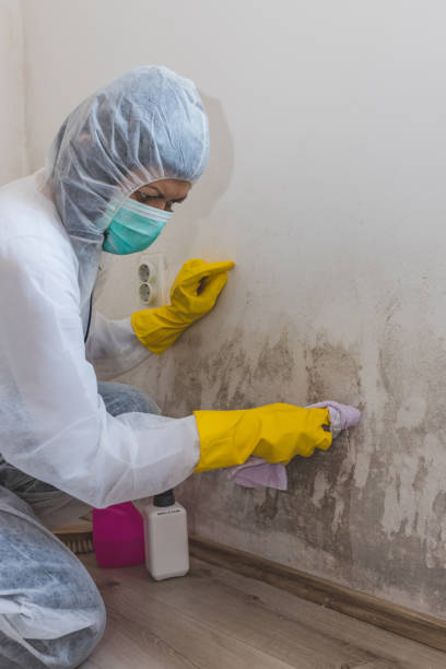 Mold Documentation for Insurance Claims in Huntland, TN