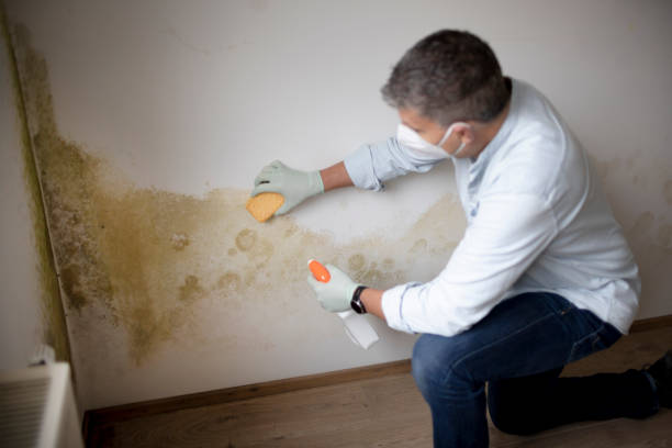 Best Attic Mold Removal  in Huntland, TN