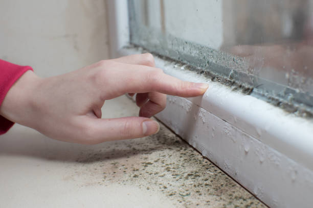 Best Forensic Mold Investigation  in Huntland, TN